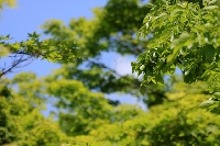 新緑 フレッシュ グリーン 若芽 青空