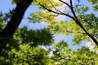 新緑　フレッシュ　若芽　グリーン　もみじ　青空