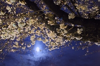桜　月　夜桜　満月　ピンク　染井吉野　ソメイヨシノ