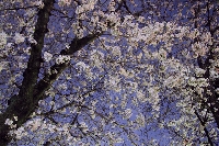 春　桜　満開　夜桜　染井吉野　ソメイヨシノ