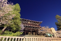 京都 知恩院 山門 桜 夜景 旅行 観光