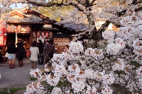 京都 旅行 観光 弥勒院 哲学の道 桜　縁結び
